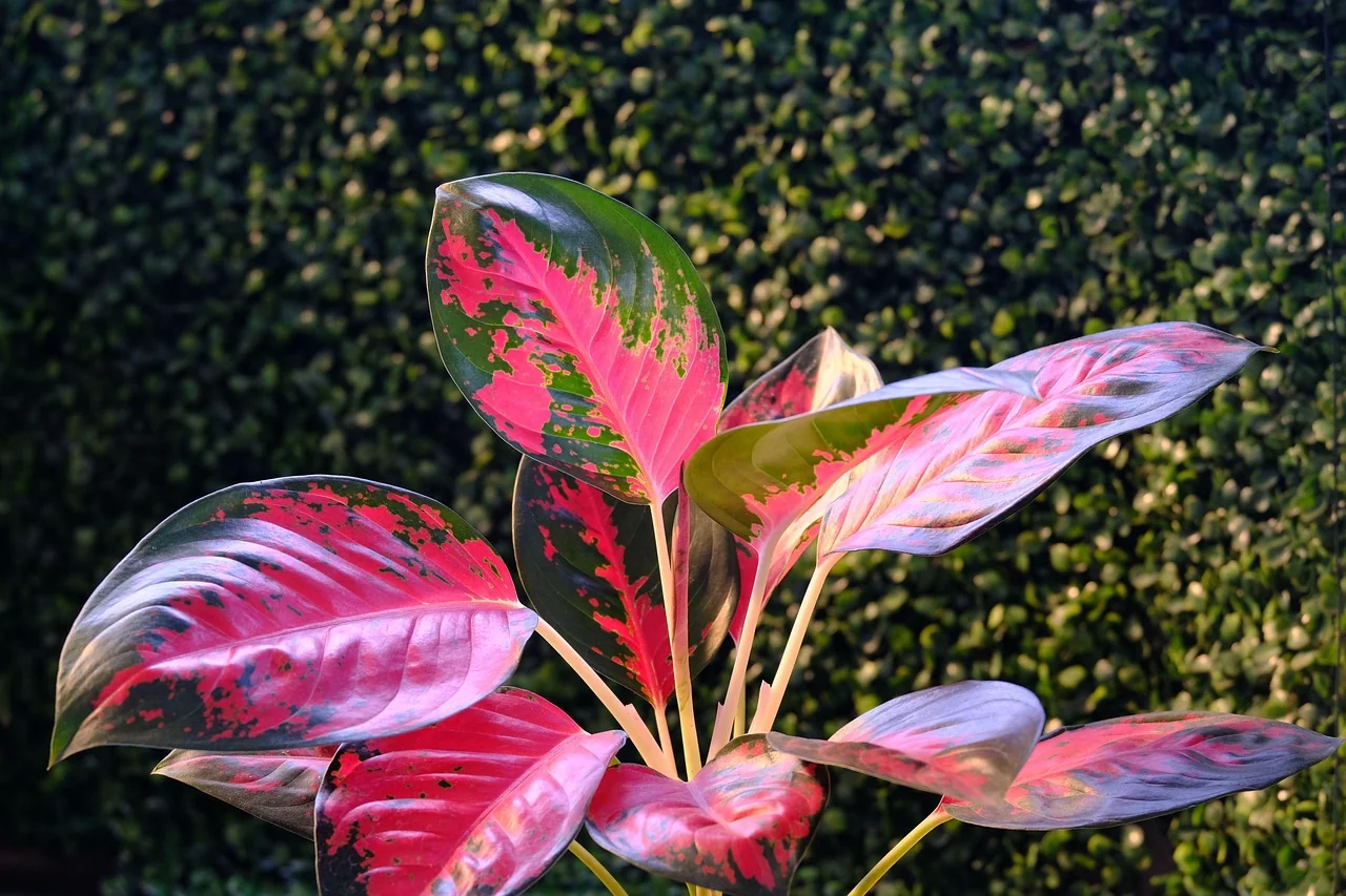 aglonema merah muda
