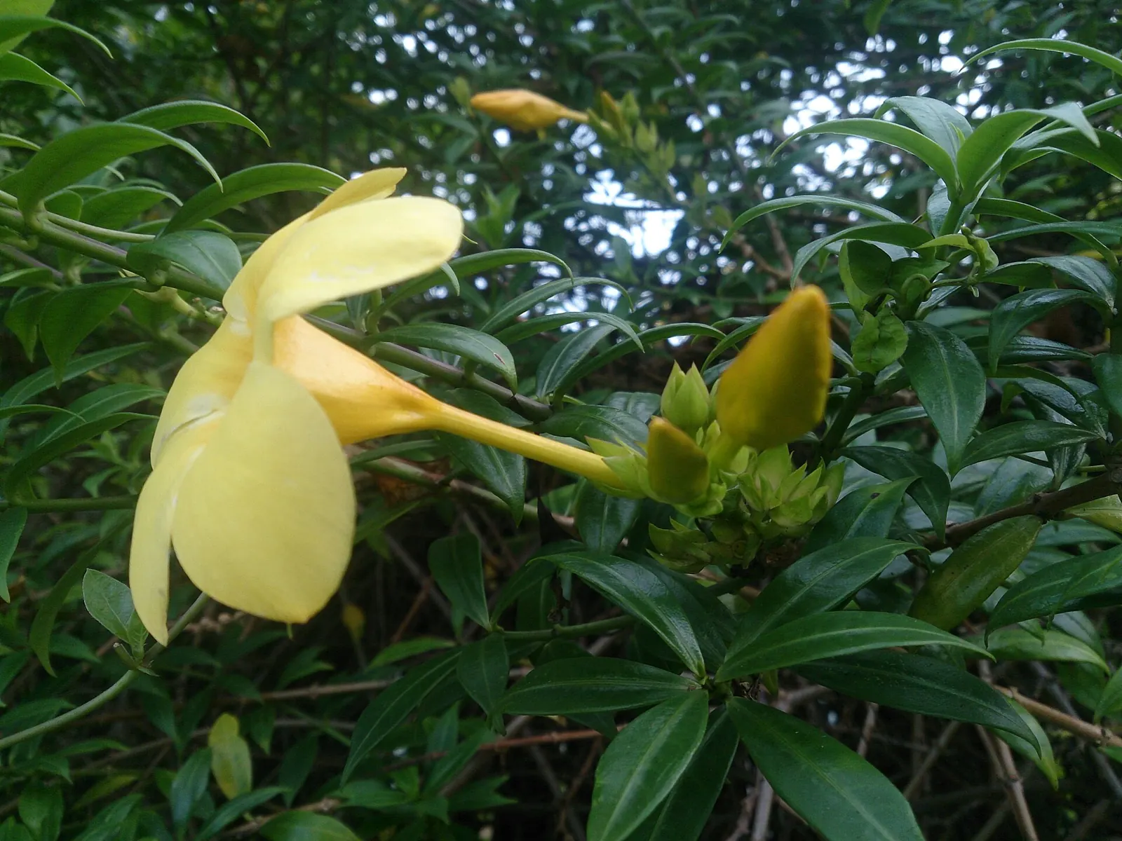 bunga alamanda kuning berbentuk terompet