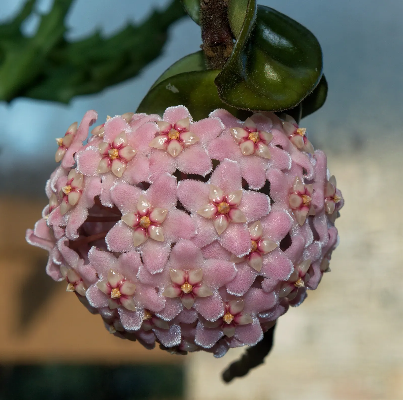 rangkaian bunga hoya carnosa