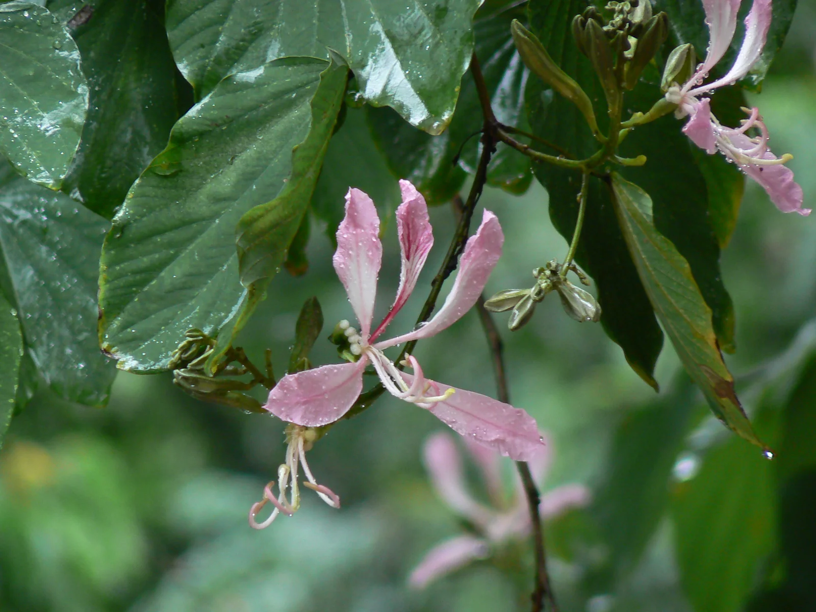 bunga merah muda pohon bunga kupu-kupu Bauhinia purpurea