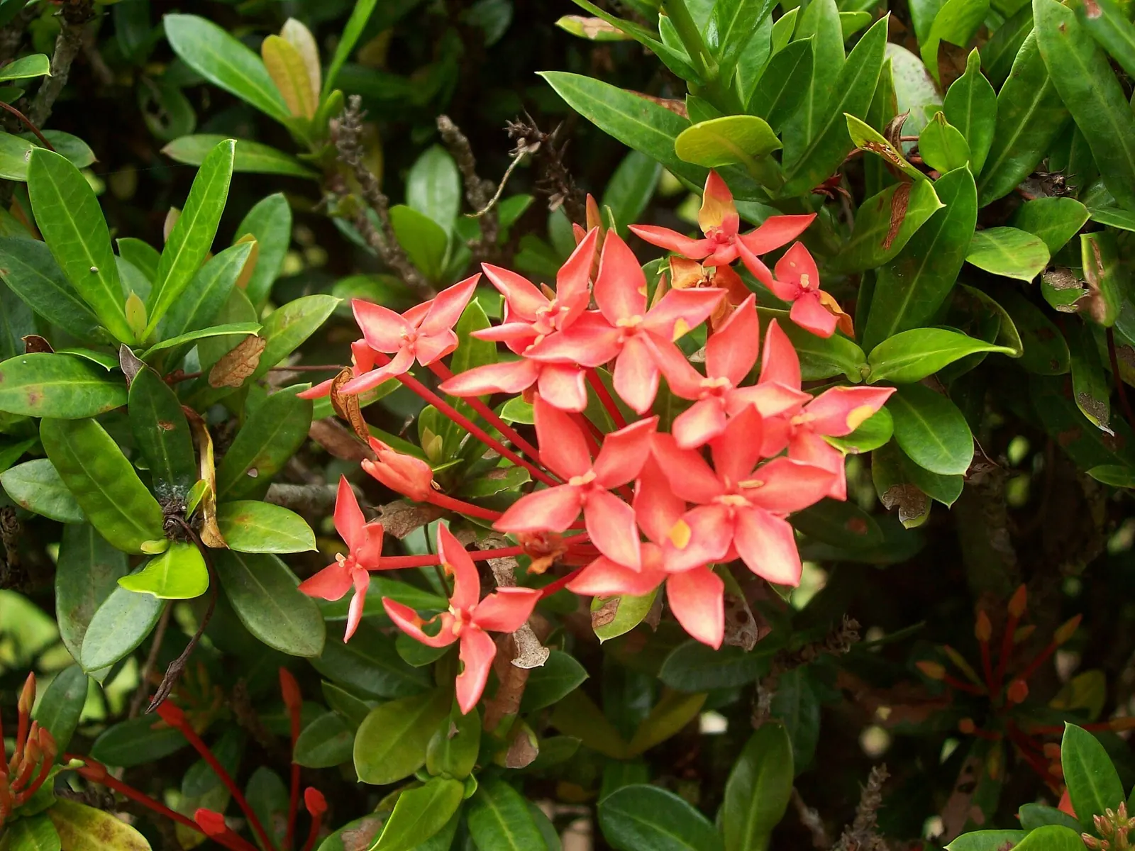bunga soka Ixora javanica merah