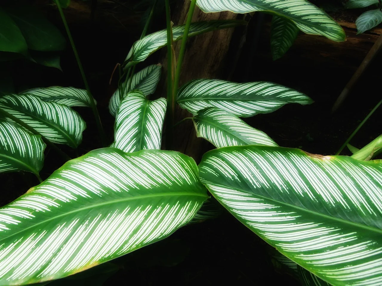 Daun calathea bergaris untuk sudut teduh