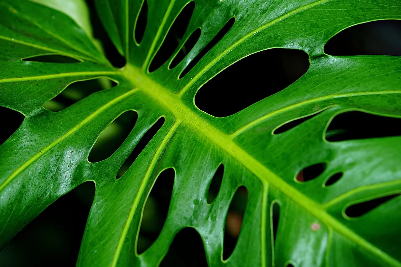 daun monstera hijau