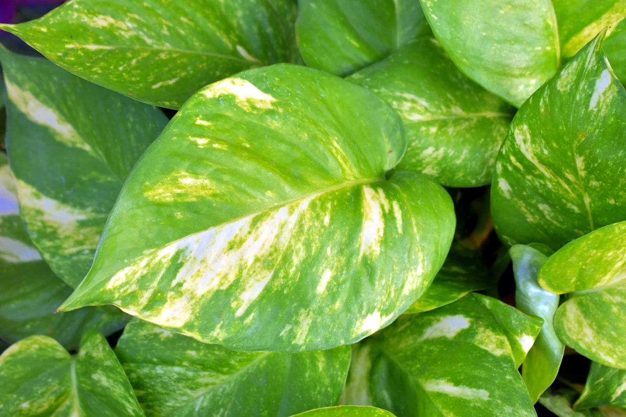 daun sirih gading belang kuning
