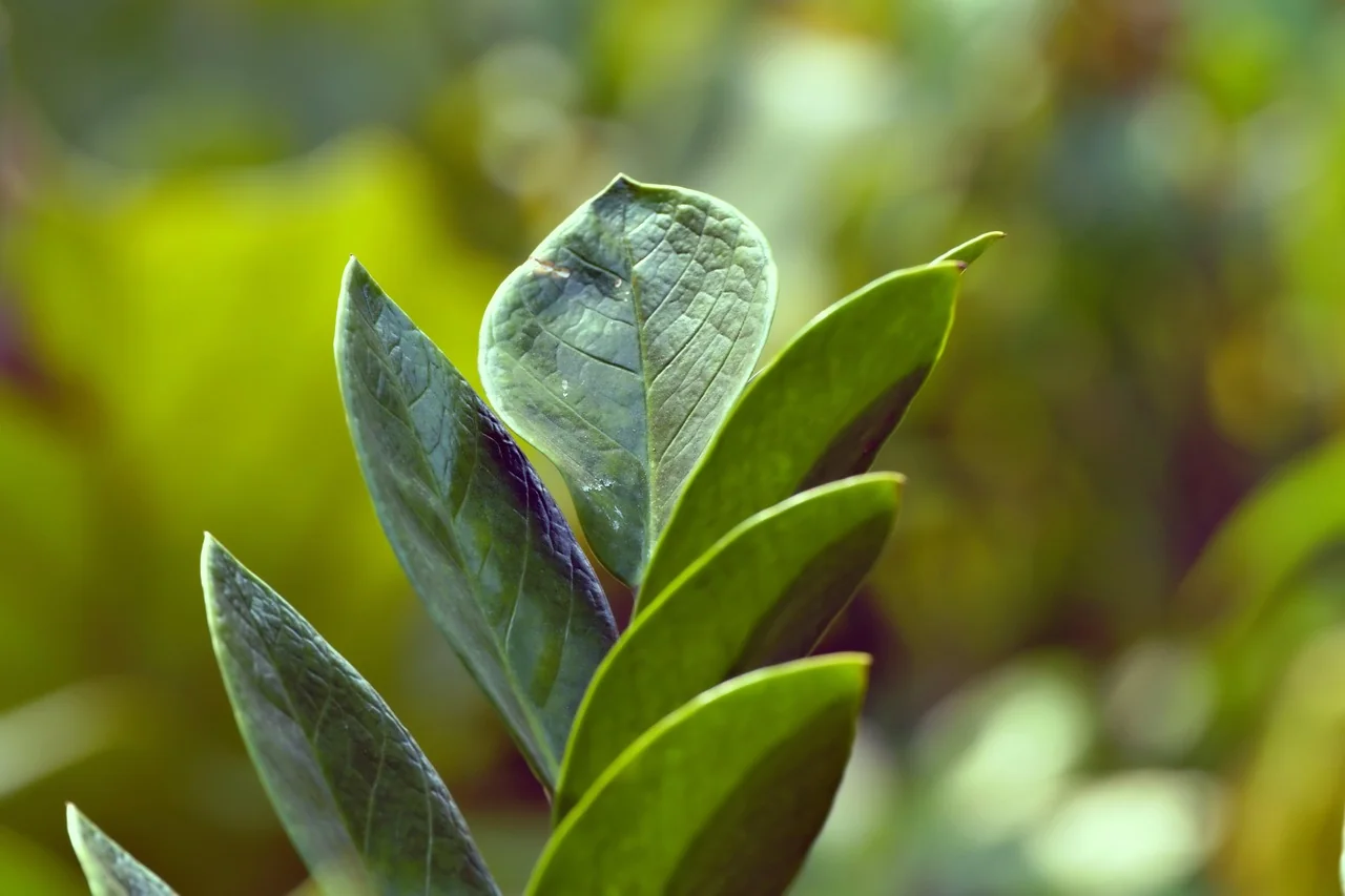 daun ZZ plant hijau mengilap