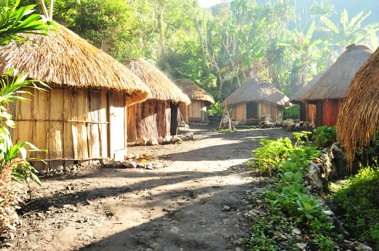 deretan rumah Honai berdinding kayu dengan atap jerami bundar