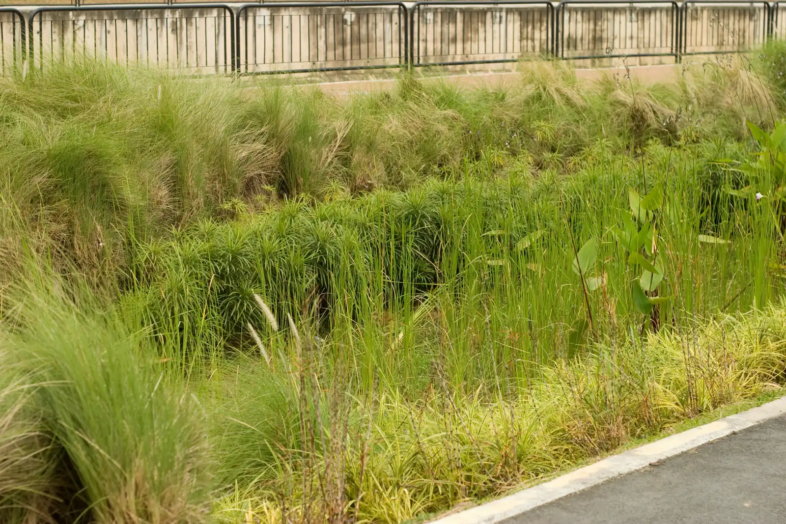 kebun hujan berisi rumput dan tanaman air di tepi jalan
