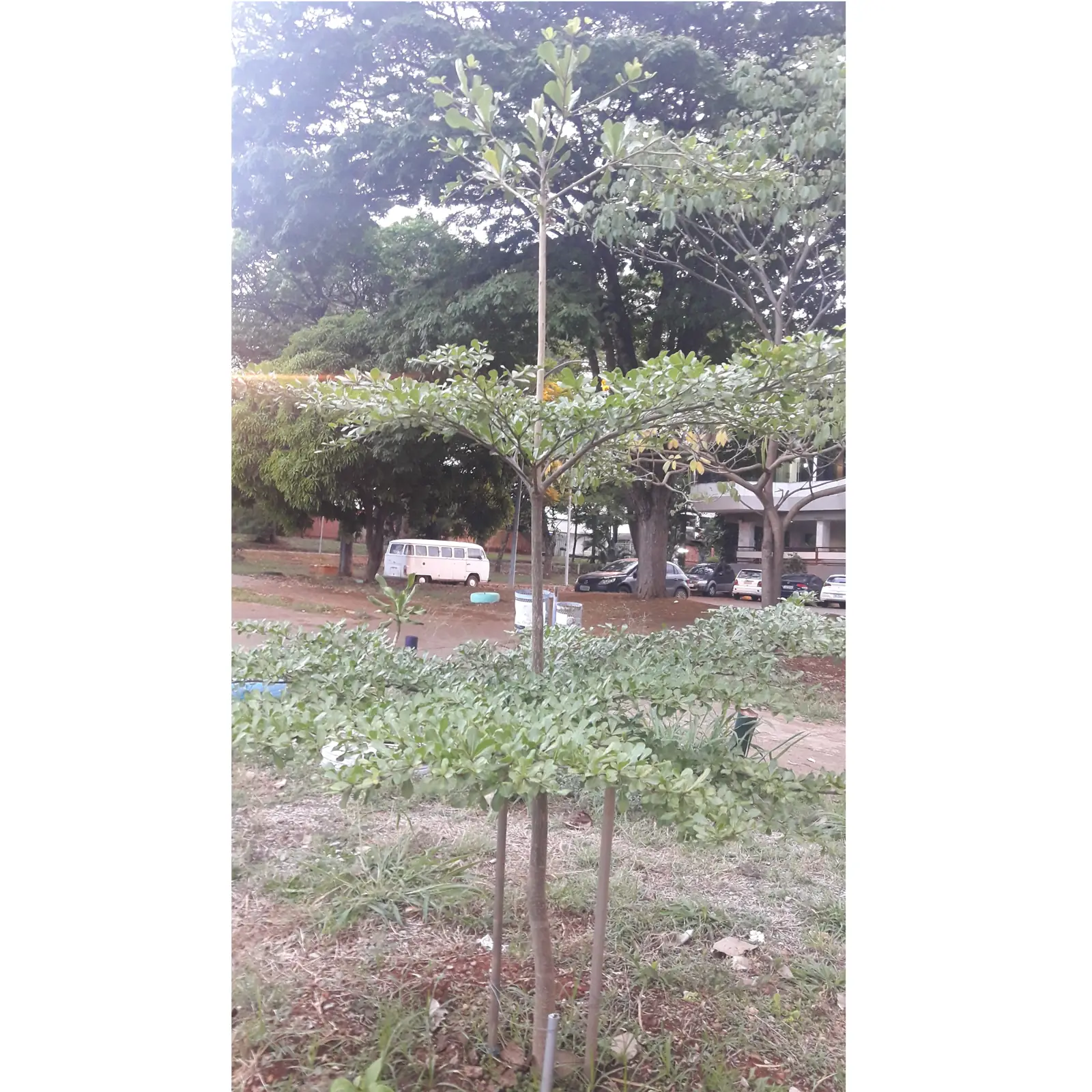 ketapang kencana muda dengan cabang bertingkat