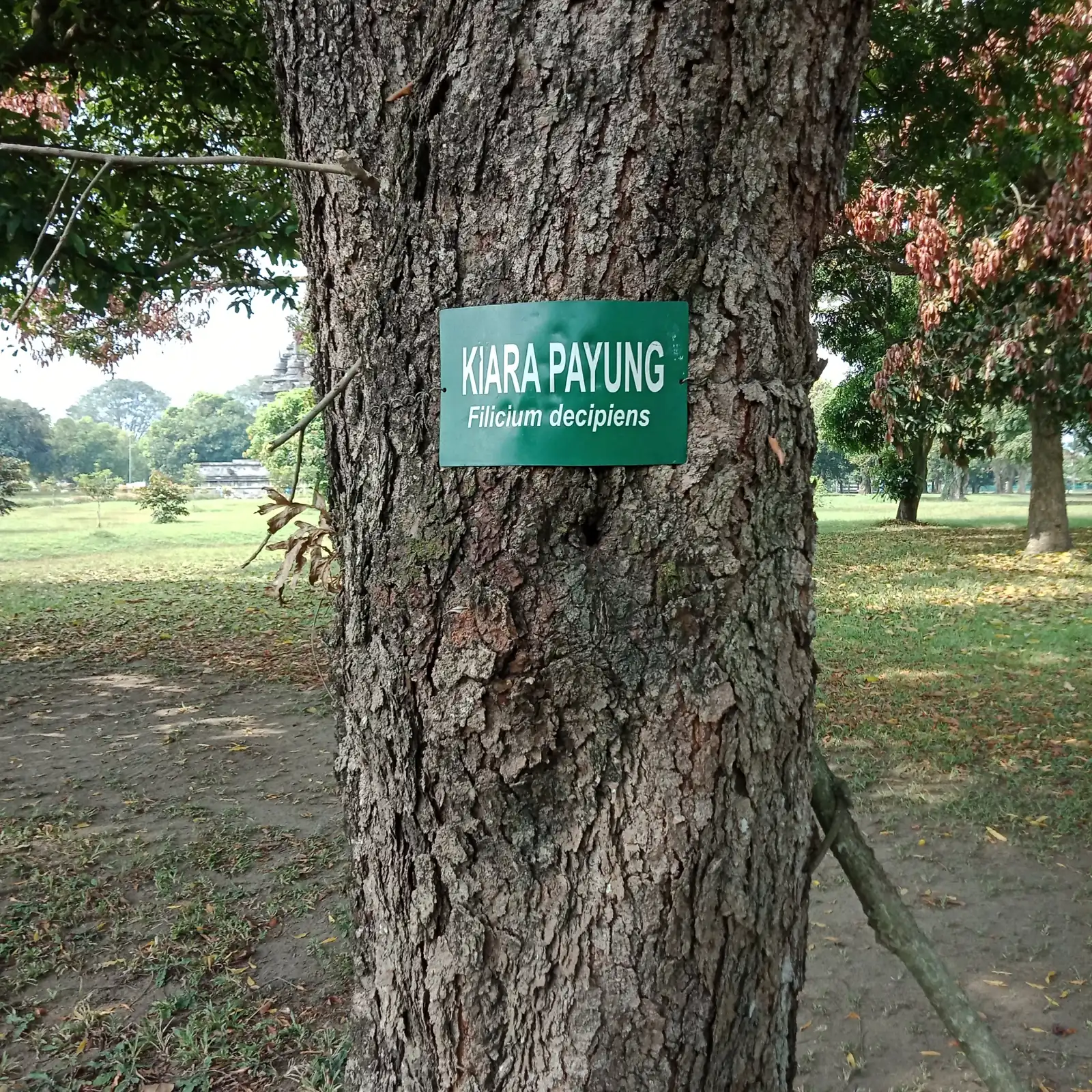 batang pohon kiara payung dengan papan nama di Candi Prambanan
