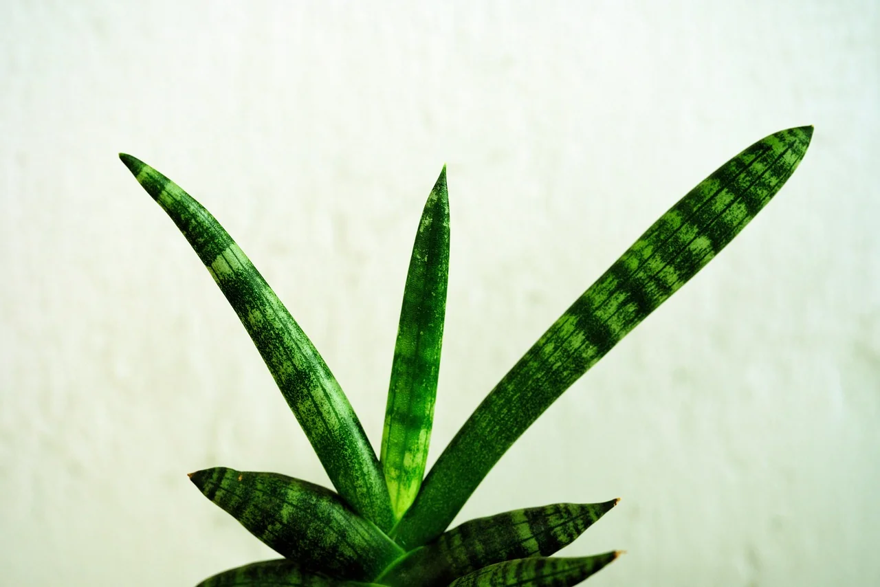 Rumpun lidah mertua (Sansevieria) berdaun tegak bergaris
