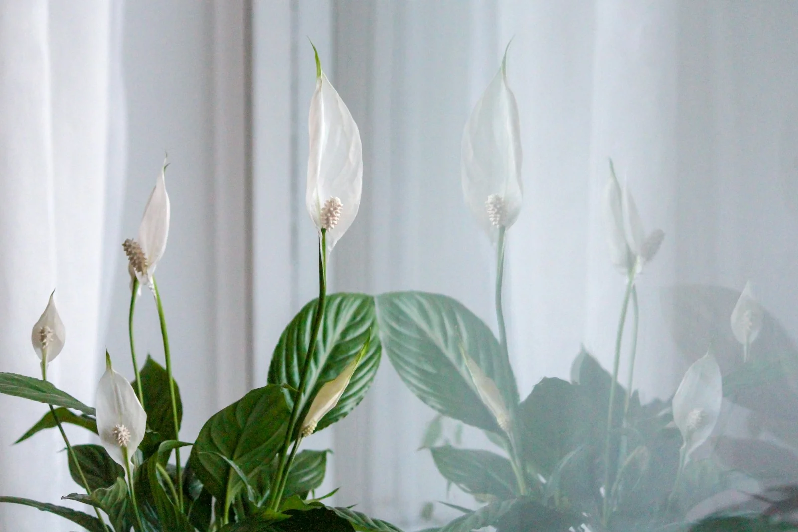 peace lily berbunga putih dekat jendela