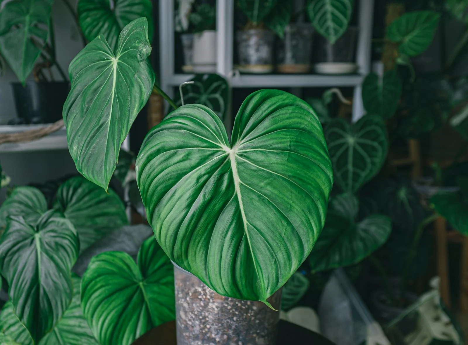 philodendron berdaun lebar dalam pot