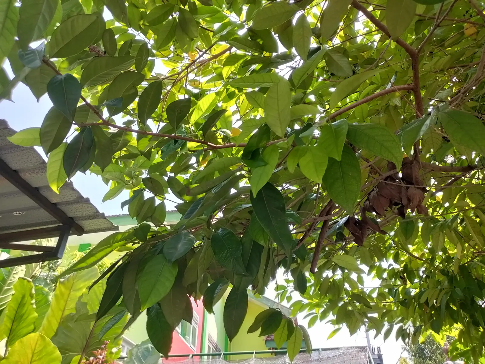 pohon salam di halaman sekolah
