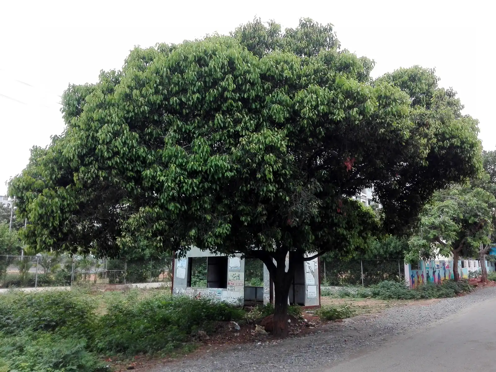 pohon tanjung dewasa dengan tajuk lebar