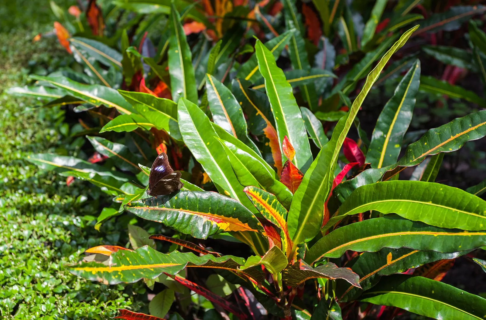 daun puring berwarna kuning merah
