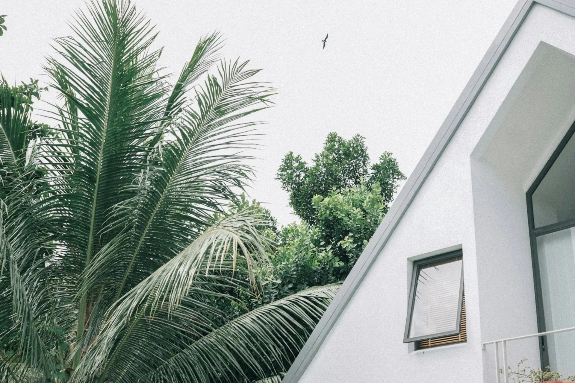 rumah putih dengan pohon kelapa di depan