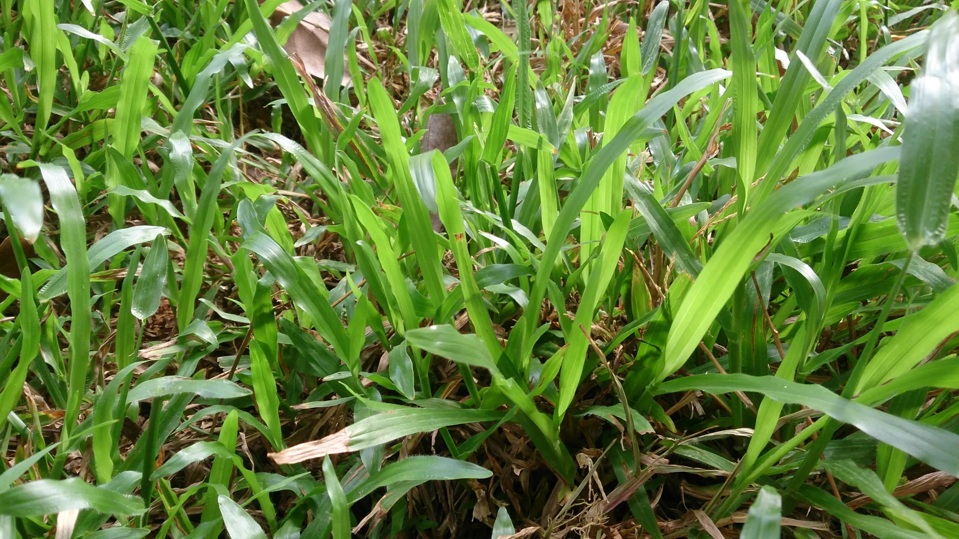 Daun rumput gajah mini Axonopus compressus yang lebar