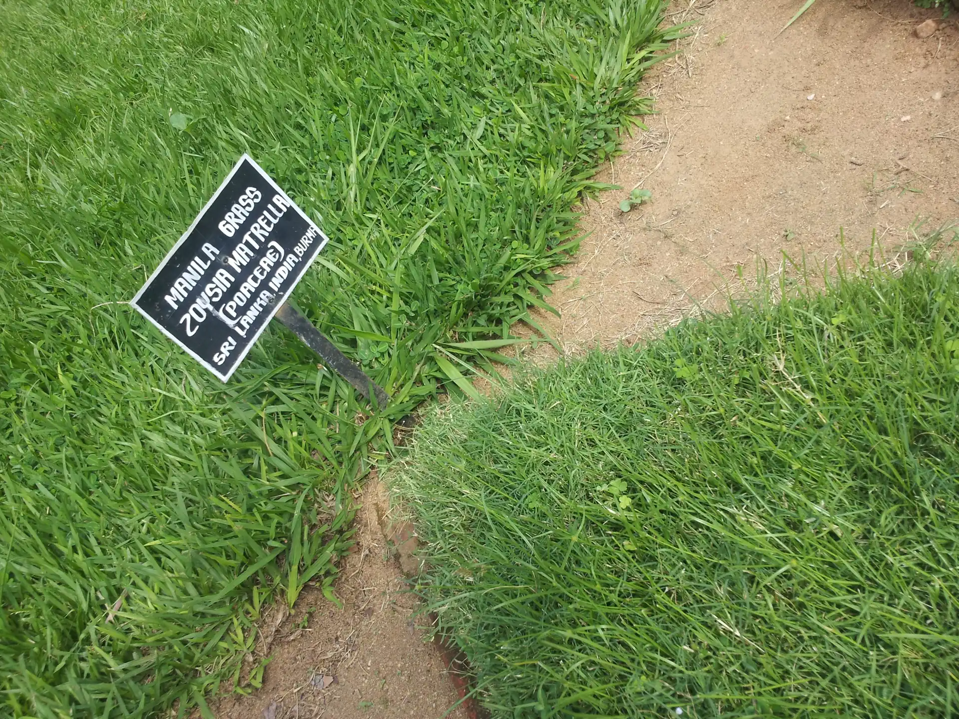 Harga rumput jepang per meter persegi: contoh hamparan Zoysia matrella