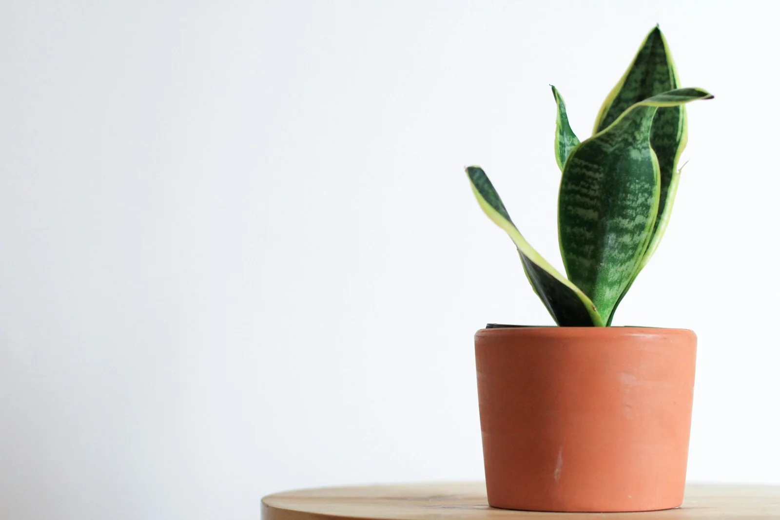 sansevieria dalam pot tanah liat