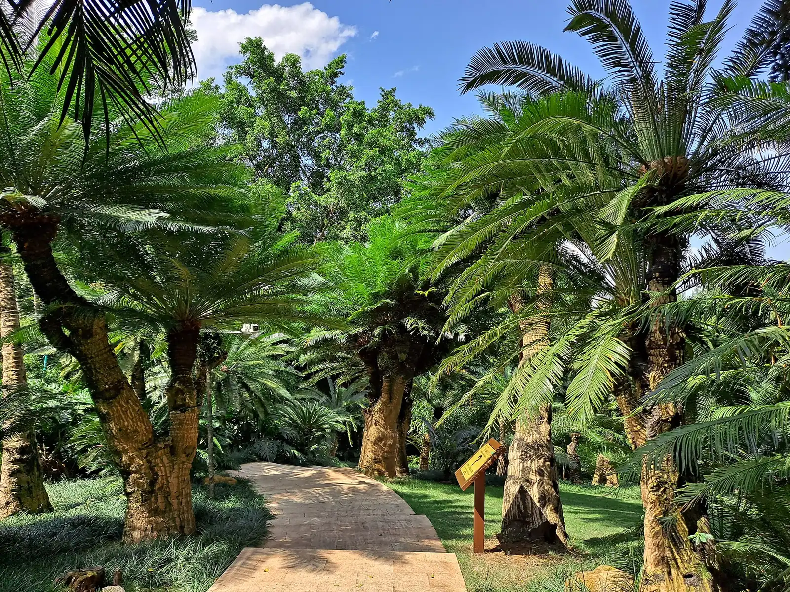 taman berisi tanaman sikas