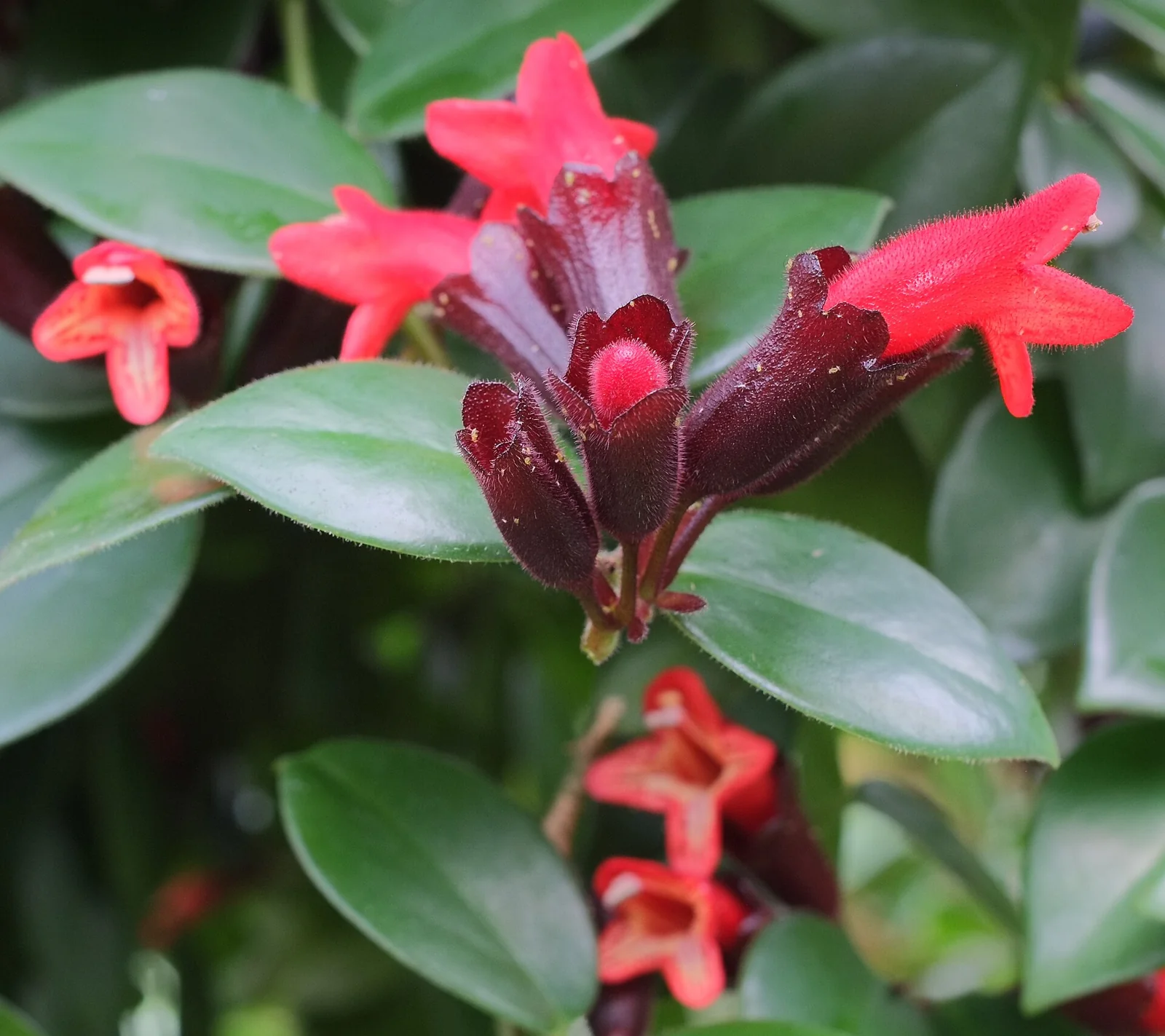 bunga merah tanaman lipstik